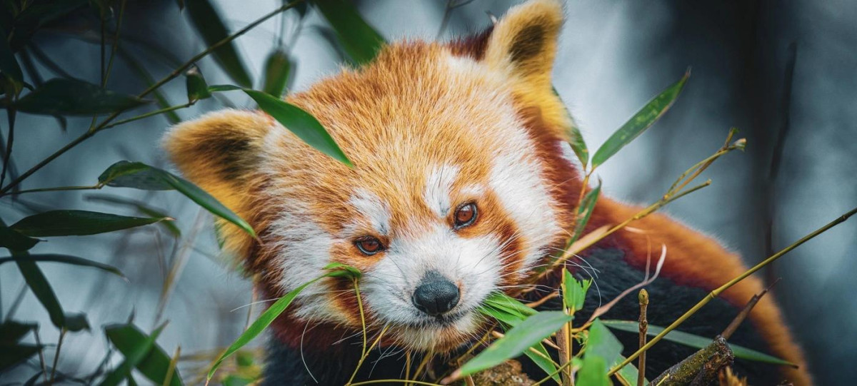 redpanda.jpg